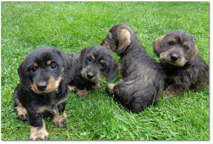 The puppies and young adult Dachshunds of Joskip Perm. Reg.