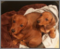 8 Week Old Smooth Coat Dachshund Puppies